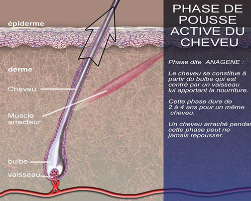 le cycle pilaire