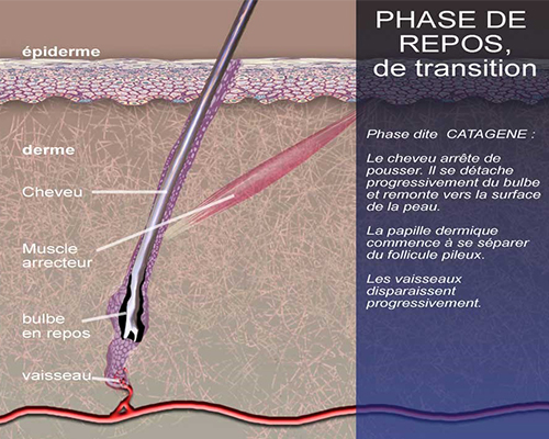 le cycle pilaire