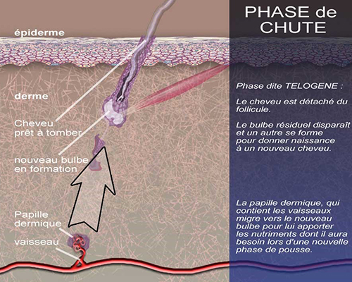 le cycle pilaire